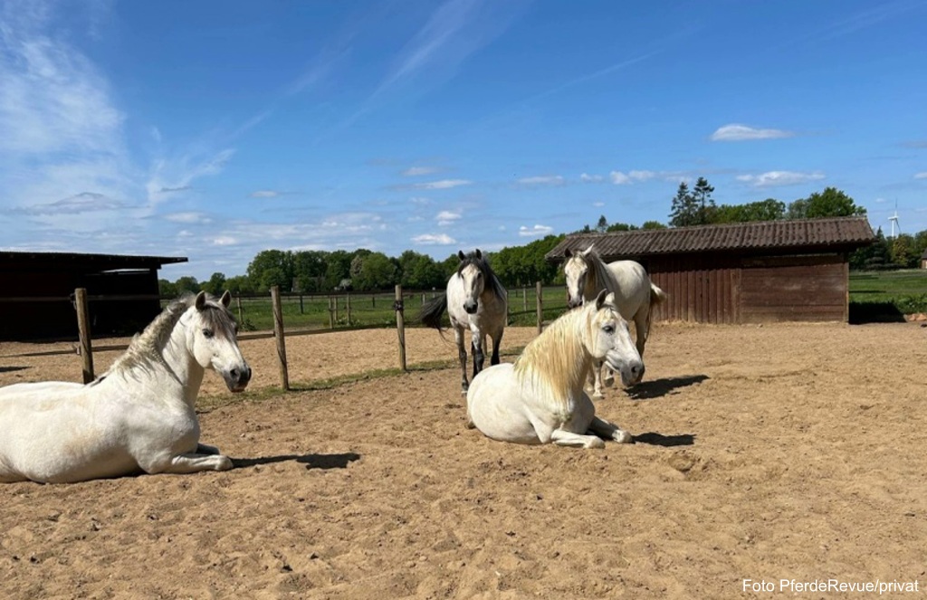 Schneiders Schimmel Chillen